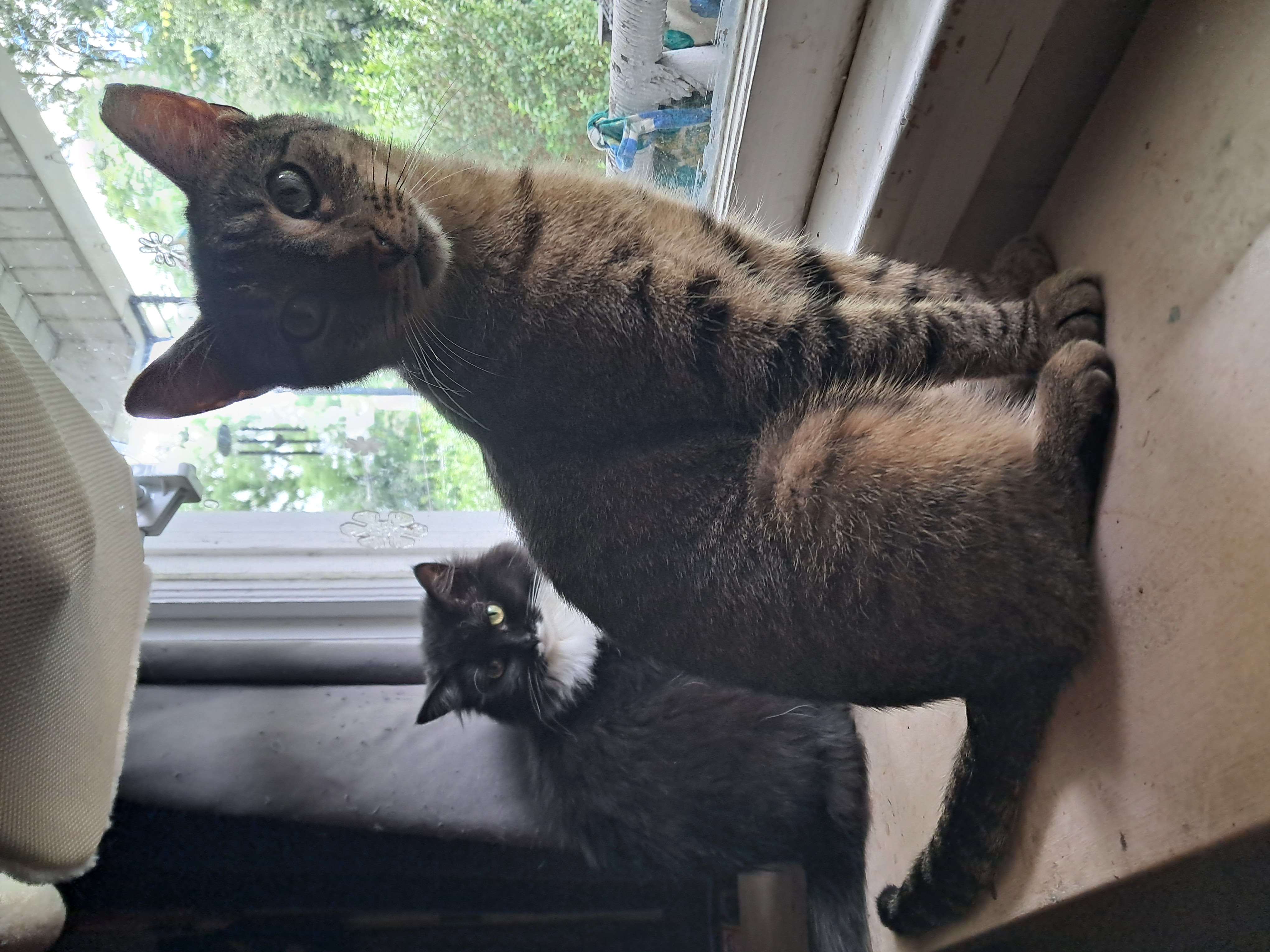 Clay, a Adoptable Domestic Short Hair in Nanticoke, PA image 6/6