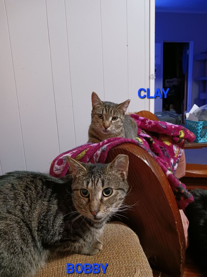 Clay, a Adoptable Domestic Short Hair in Nanticoke, PA image 3/6