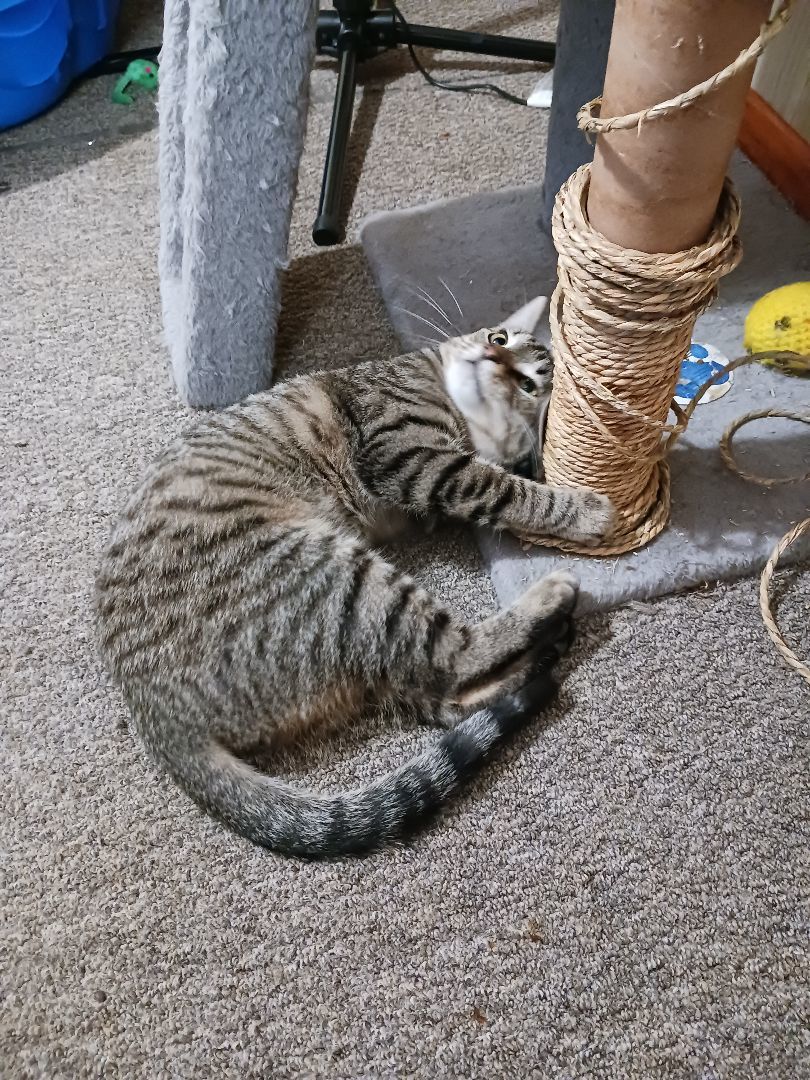 Clay, a Adoptable Domestic Short Hair in Nanticoke, PA image 4/6