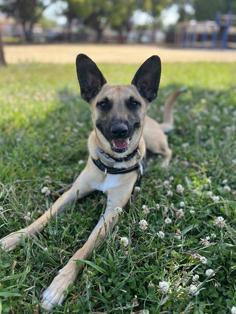 Chestnut, a Adoptable mixed breed image 1/5