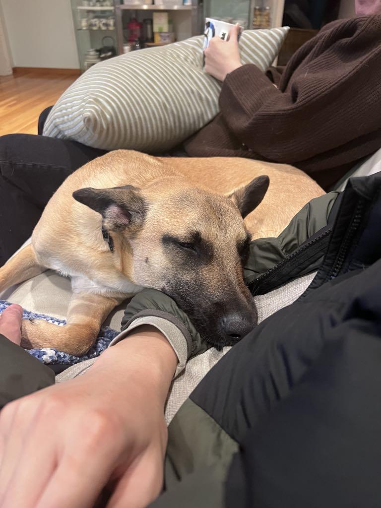 Chestnut, a Adoptable mixed breed image 3/5