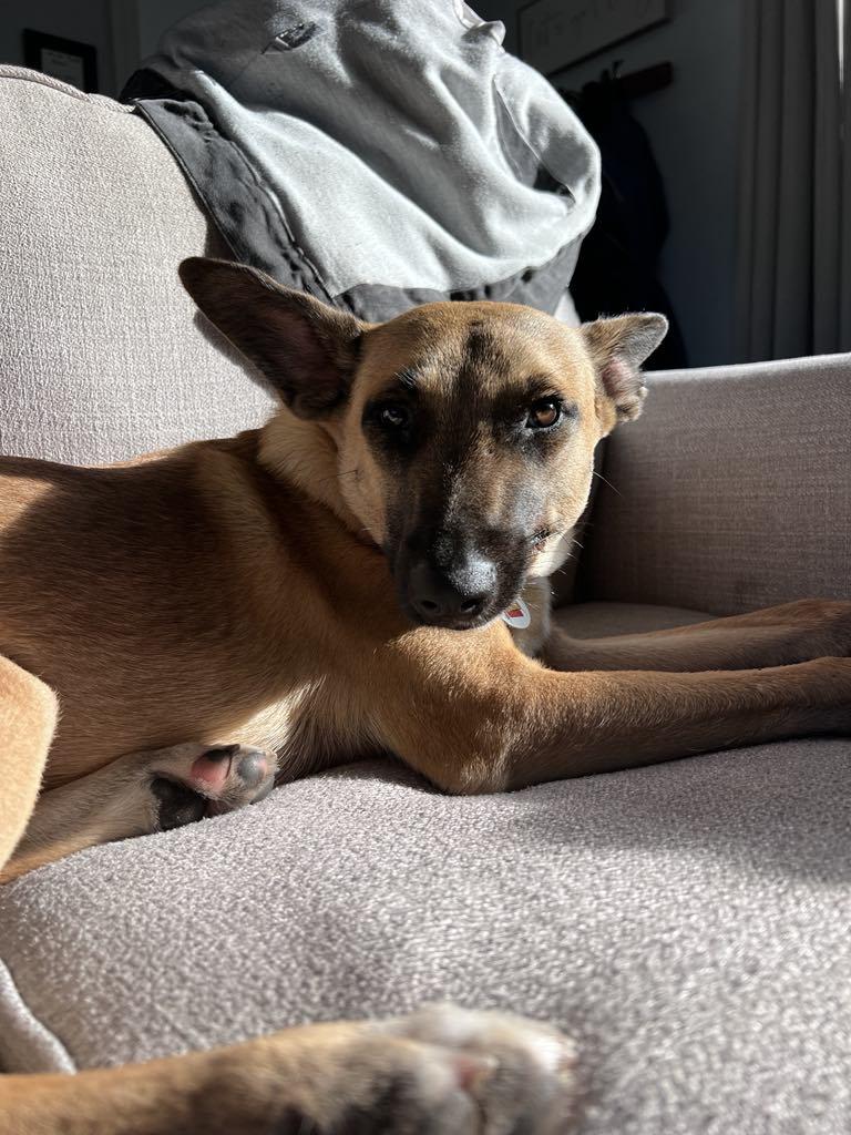 Chestnut, a Adoptable mixed breed image 5/5