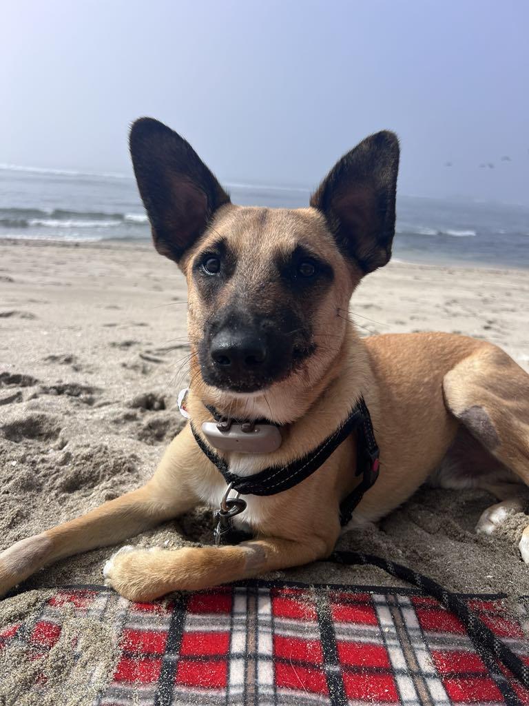 Chestnut, a Adoptable mixed breed image 4/5