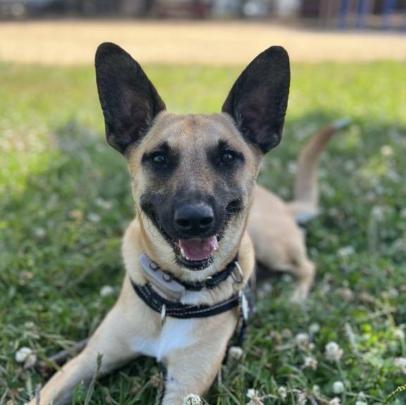 Chestnut, a Adoptable mixed breed image 2/5