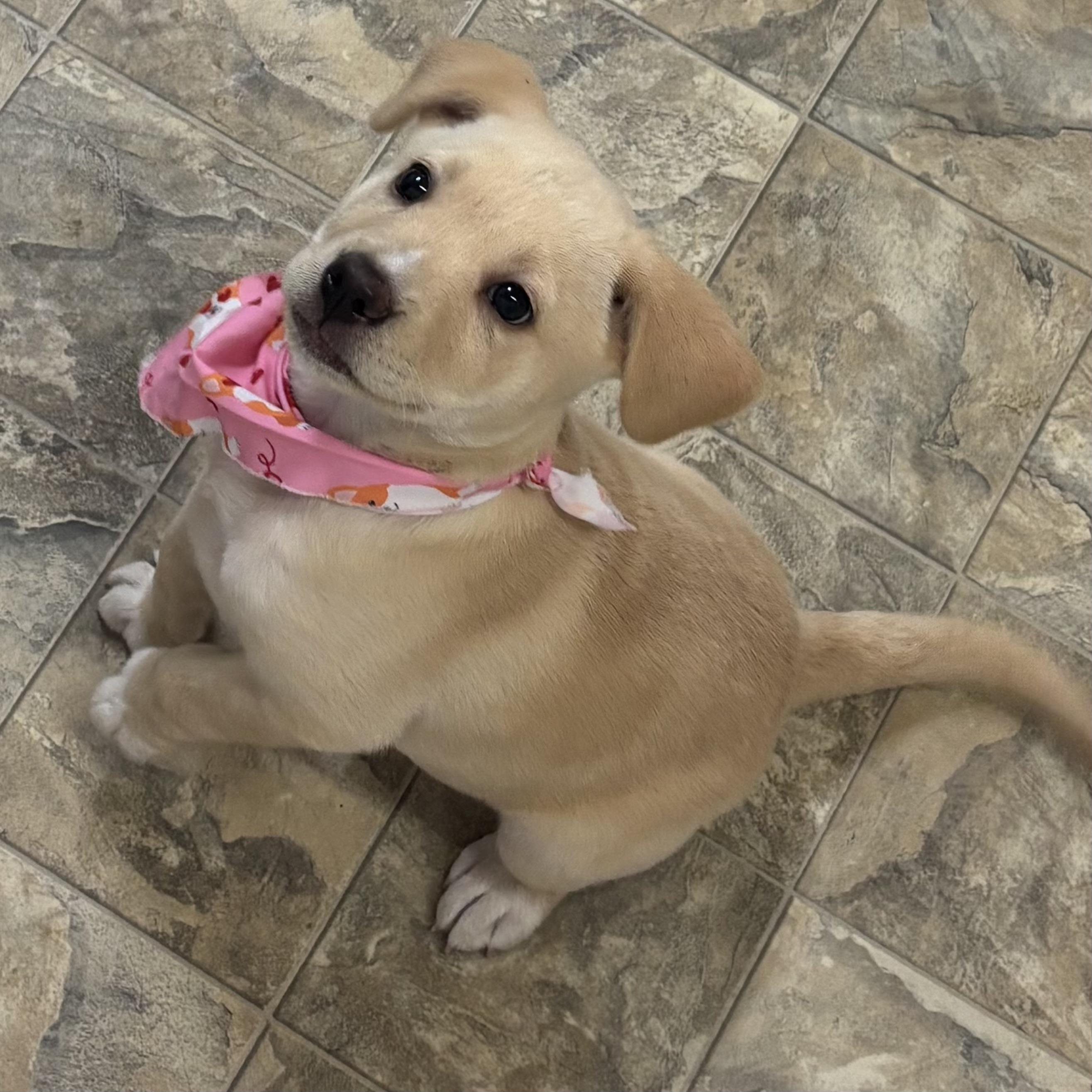 Enlarge Little Bit, an adopted mixed breed in Pilot Point, TX image 3/4