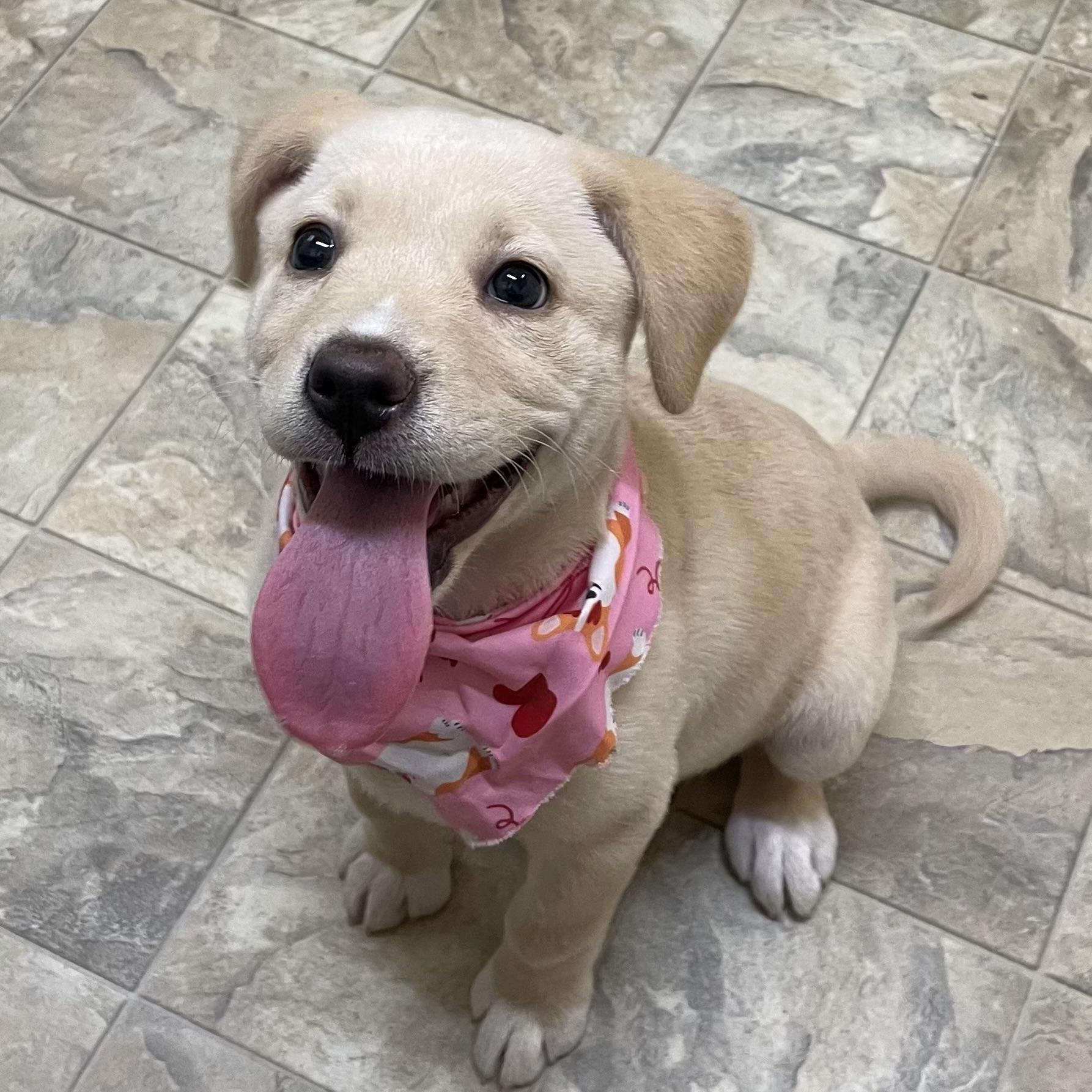 Enlarge Little Bit, an adopted mixed breed in Pilot Point, TX image 1/4