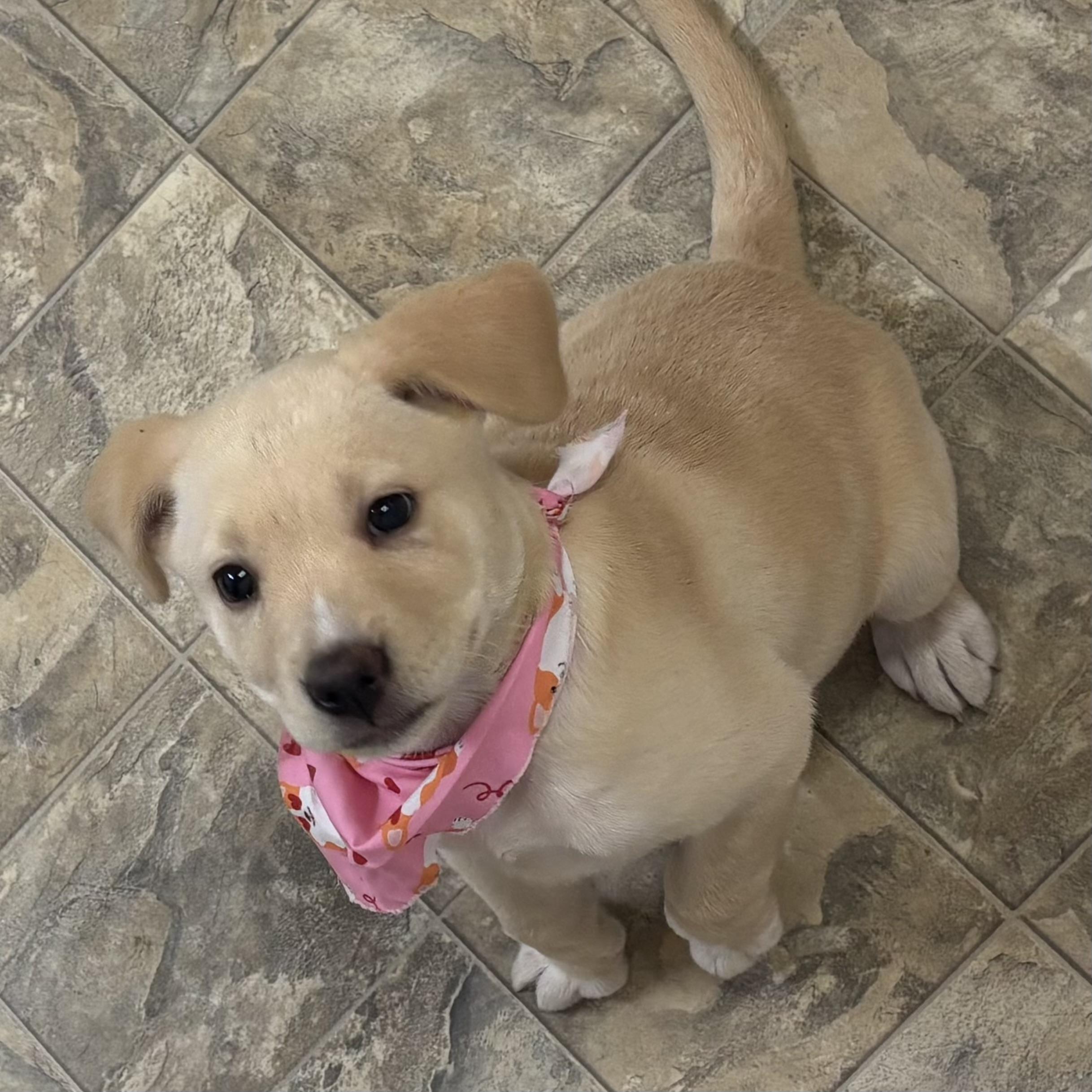 Enlarge Little Bit, an adopted mixed breed in Pilot Point, TX image 4/4