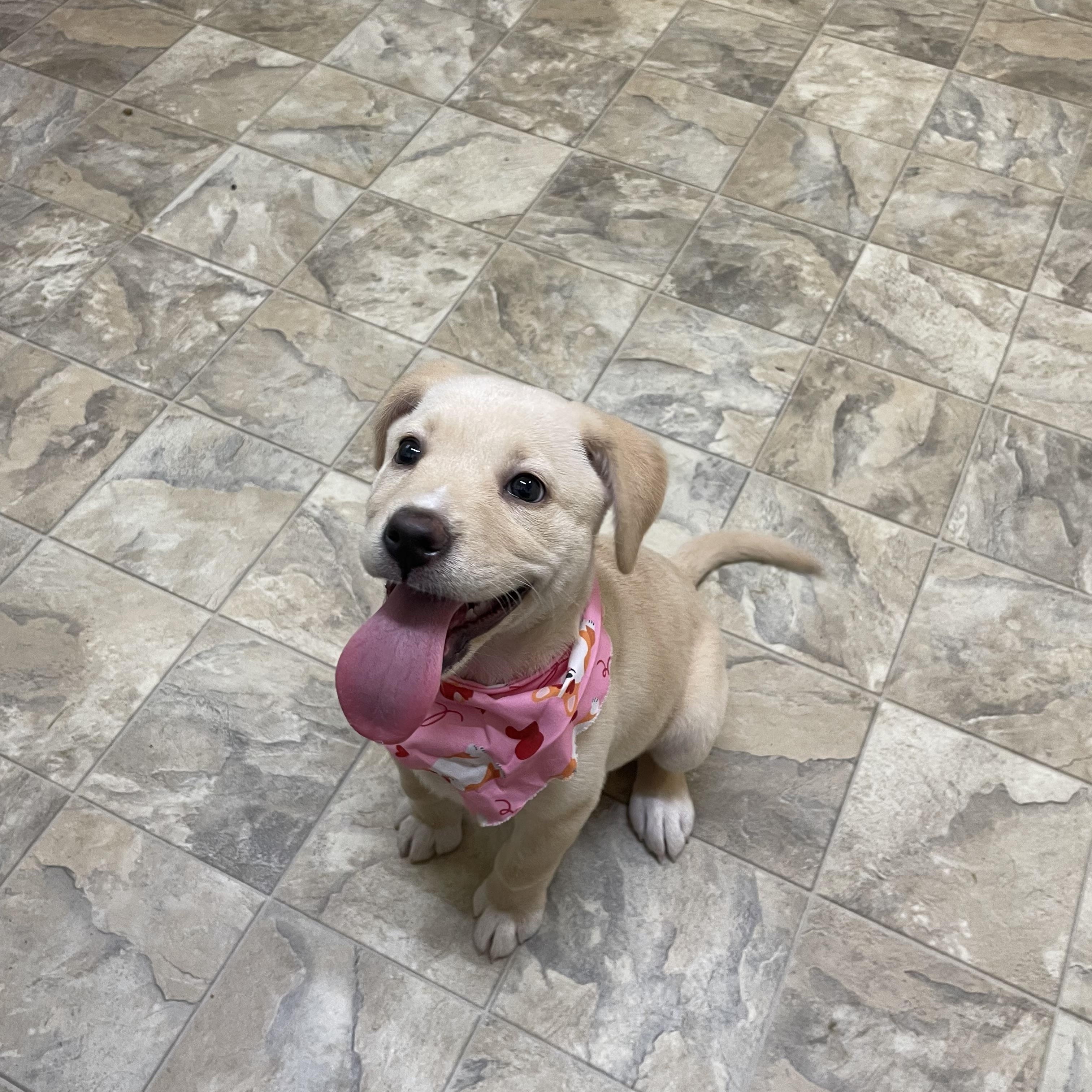 Enlarge Little Bit, an adopted mixed breed in Pilot Point, TX image 2/4