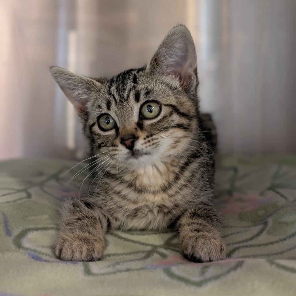 Tangelo, Adoptable, Kitten Female Domestic Short Hair.