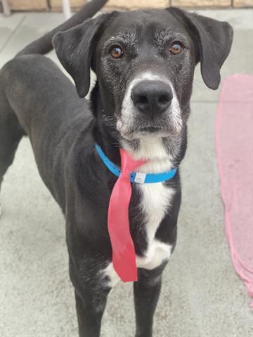 Enlarge DRAKO, a Adoptable mixed breed in Dayton, OH image 1/1