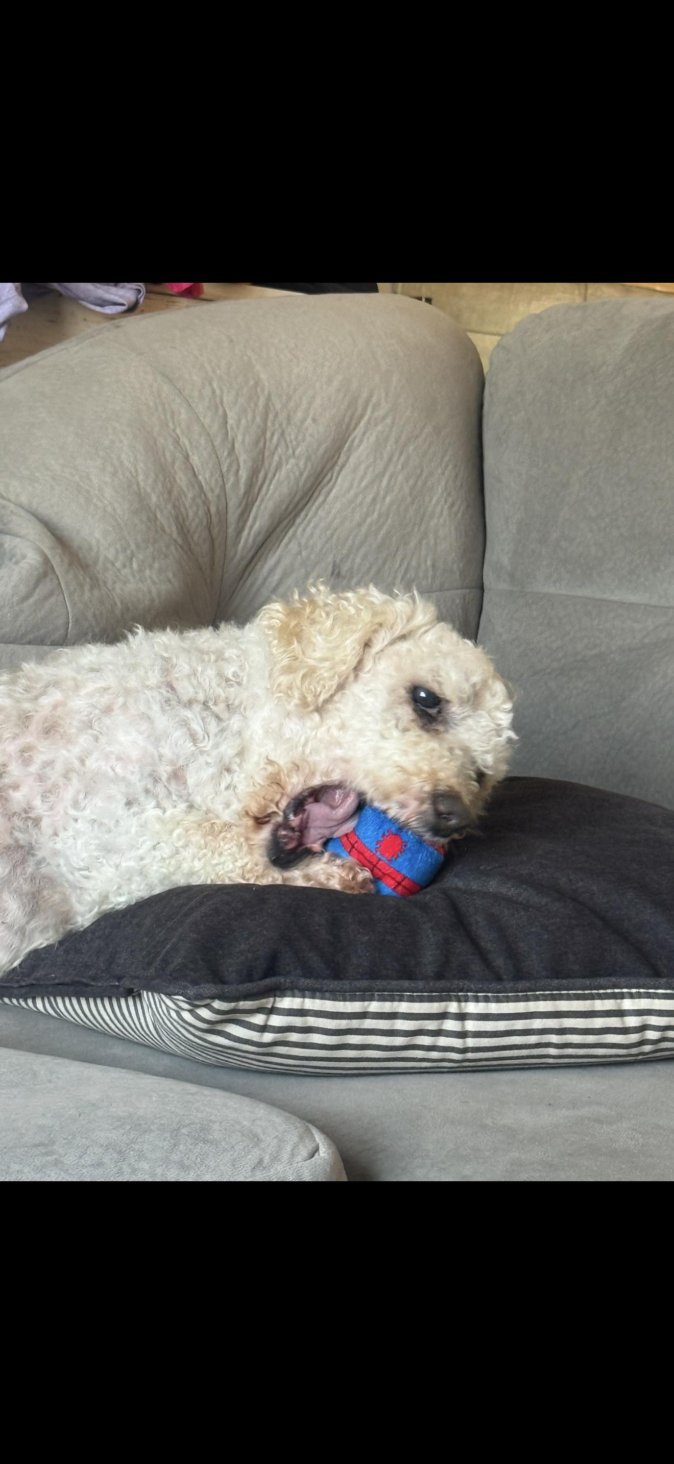 Murphy, Adoptable, Senior Male Poodle.