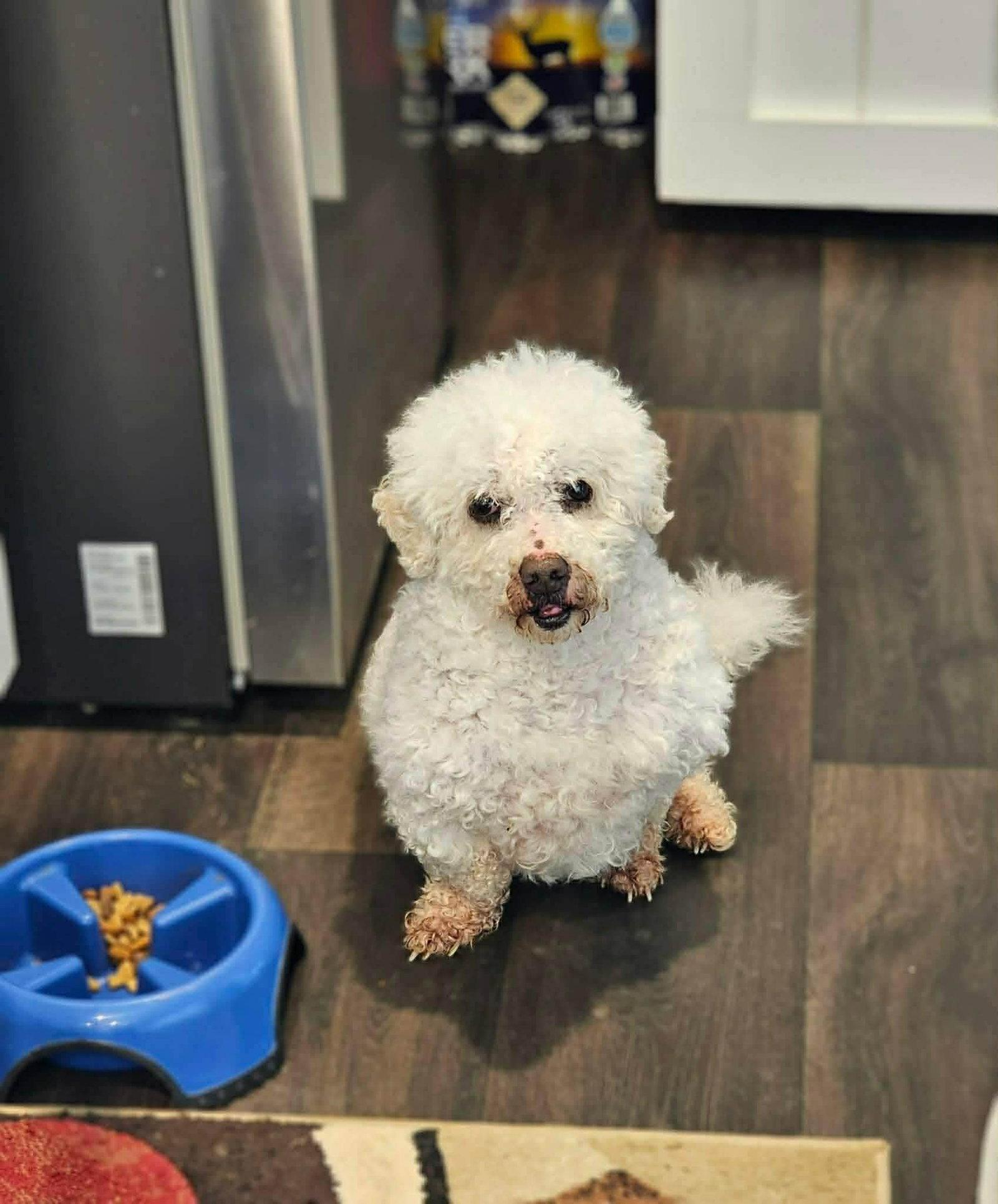 Enlarge Murphy, a Adoptable Poodle in Newport, KY image 2/3