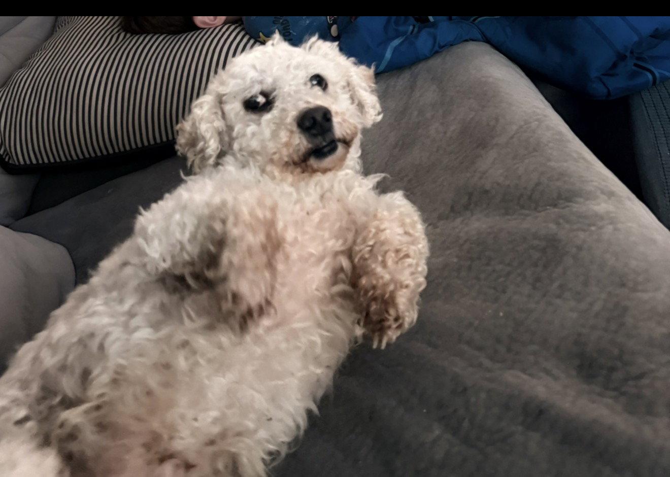 Enlarge Murphy, a Adoptable Poodle in Newport, KY image 3/3