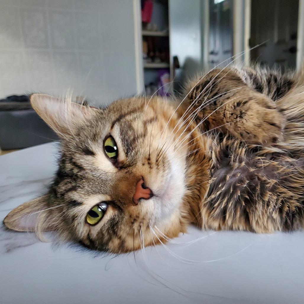 Gumball, ADOPTABLE, Adult Male Domestic Short Hair.