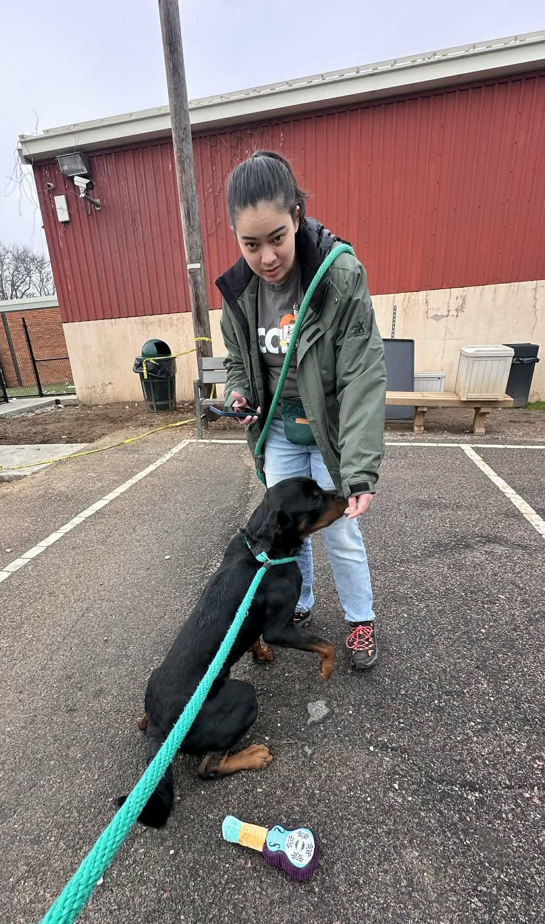 Enlarge Deuce, a ADOPTABLE Rottweiler in Perkasie, PA image 3/5