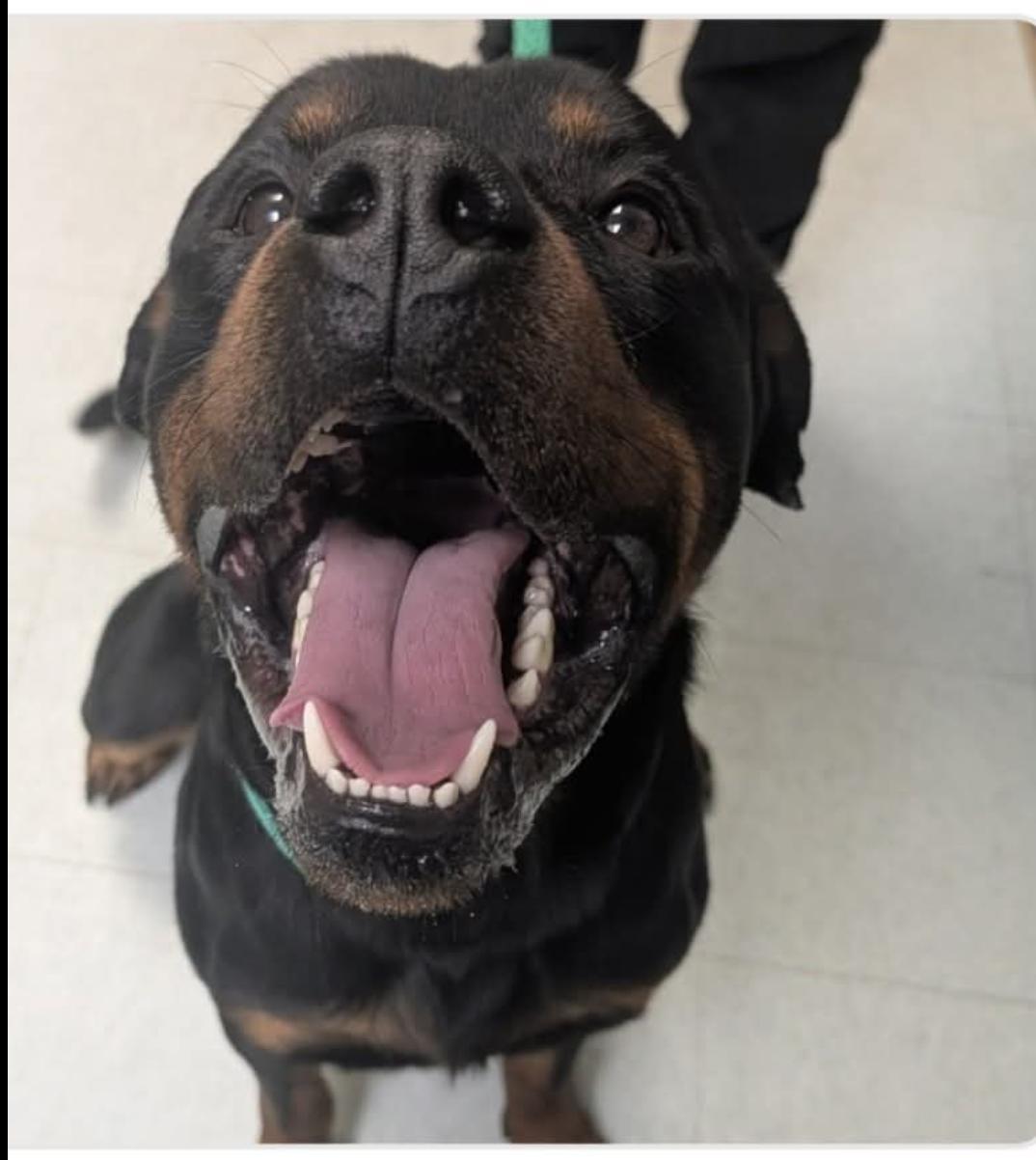 Deuce, ADOPTABLE, Young Male Rottweiler.
