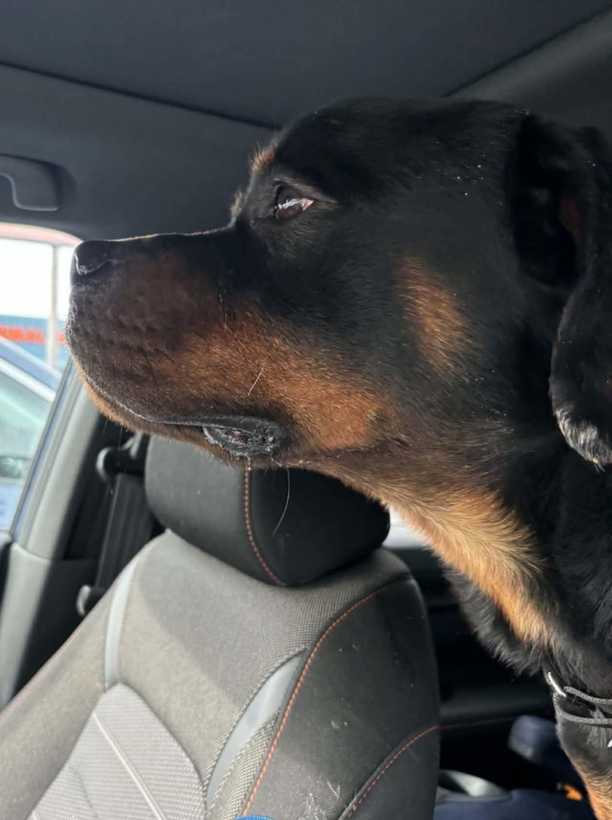 Enlarge Deuce, a ADOPTABLE Rottweiler in Perkasie, PA image 2/5