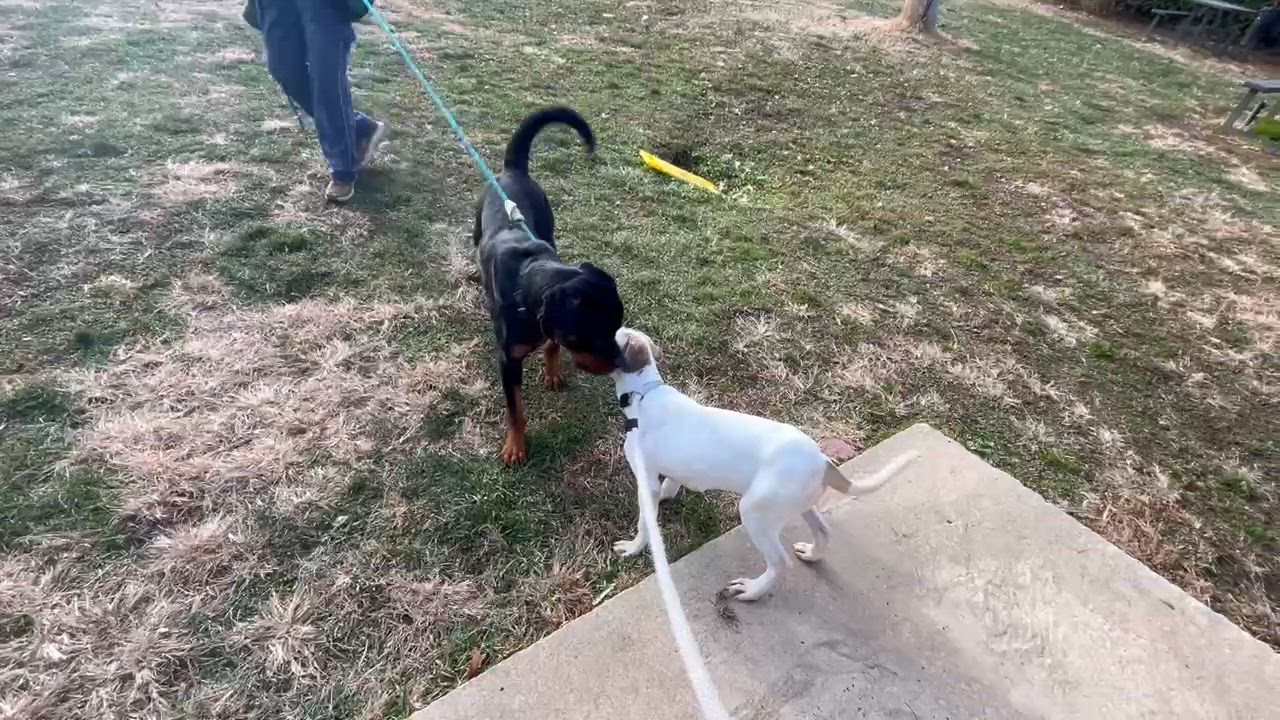 Enlarge Deuce, a ADOPTABLE Rottweiler in Perkasie, PA video 5/5