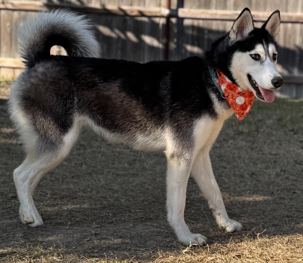 Freya, Adoptable, Young Female Husky.