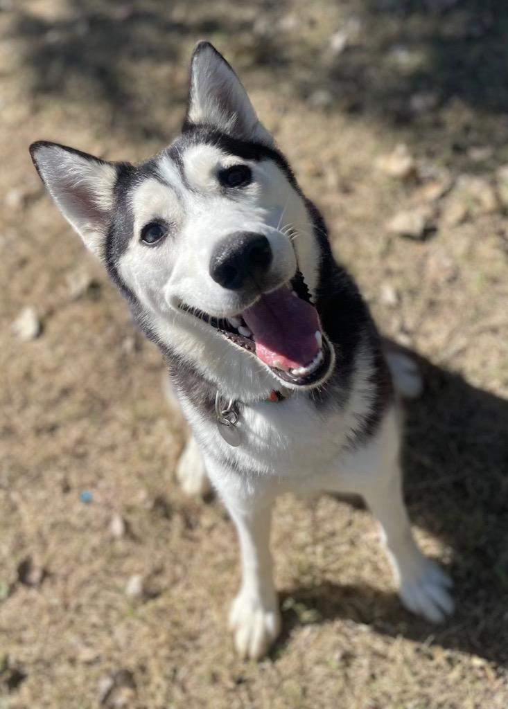 Freya, Adoptable, Young Female Husky.