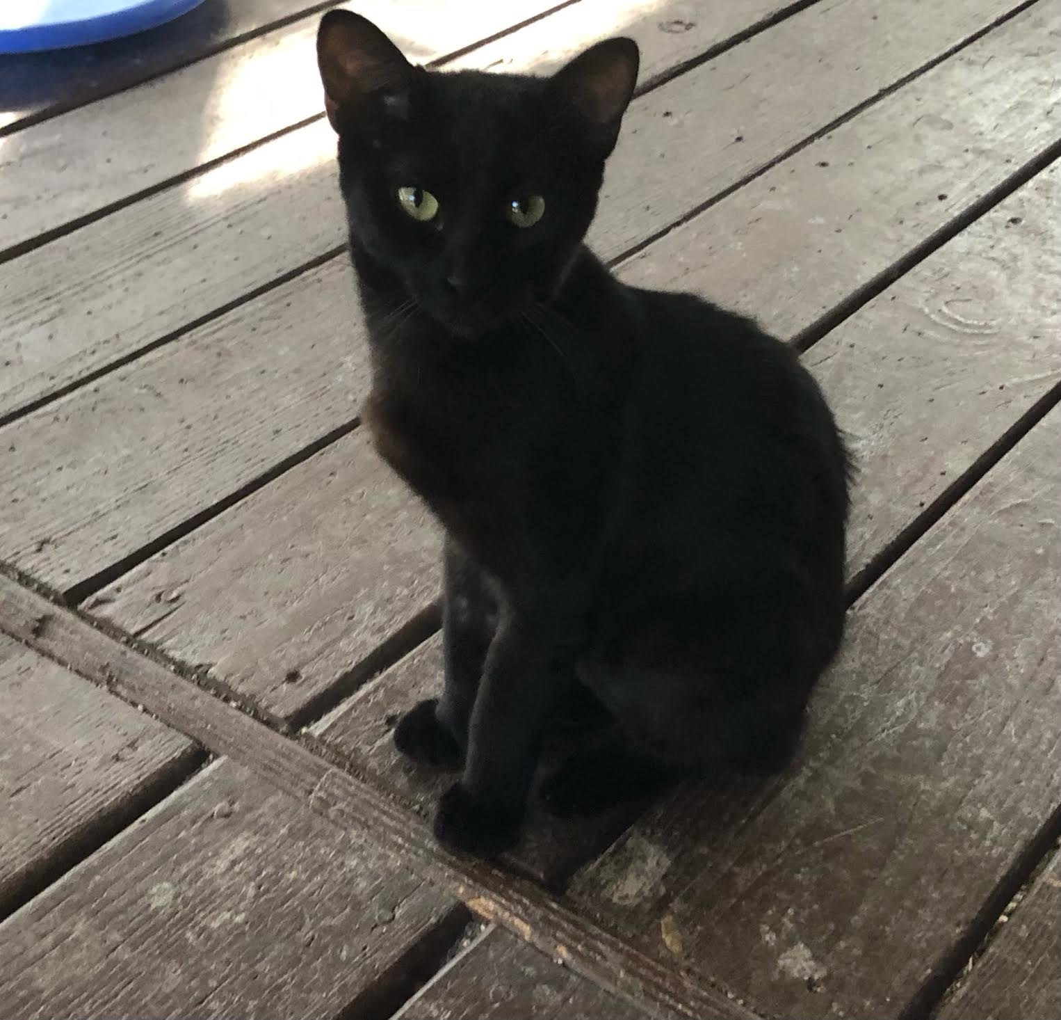 Cat for adoption Cinderella, a Domestic Short Hair in Franklin, MA