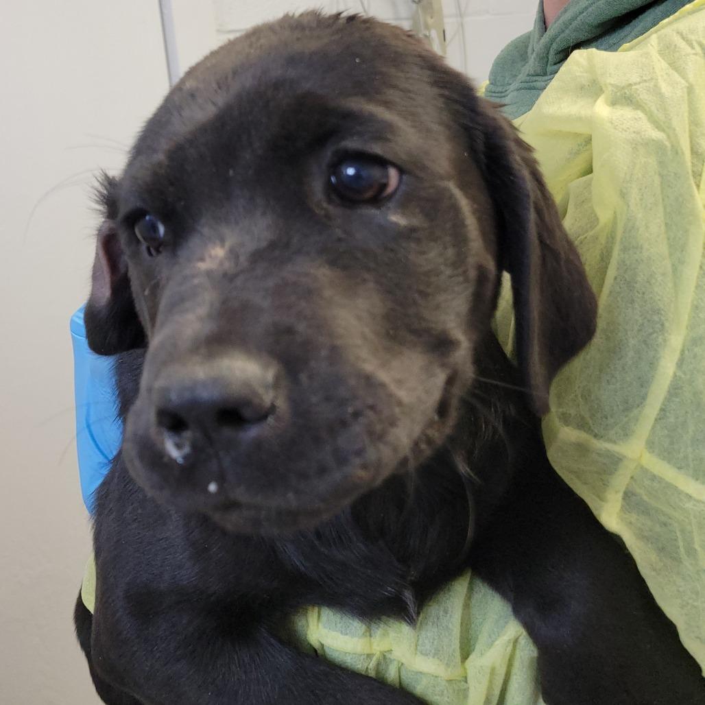 Elephant, Adoptable, Puppy Male Labrador Retriever & Mastiff.