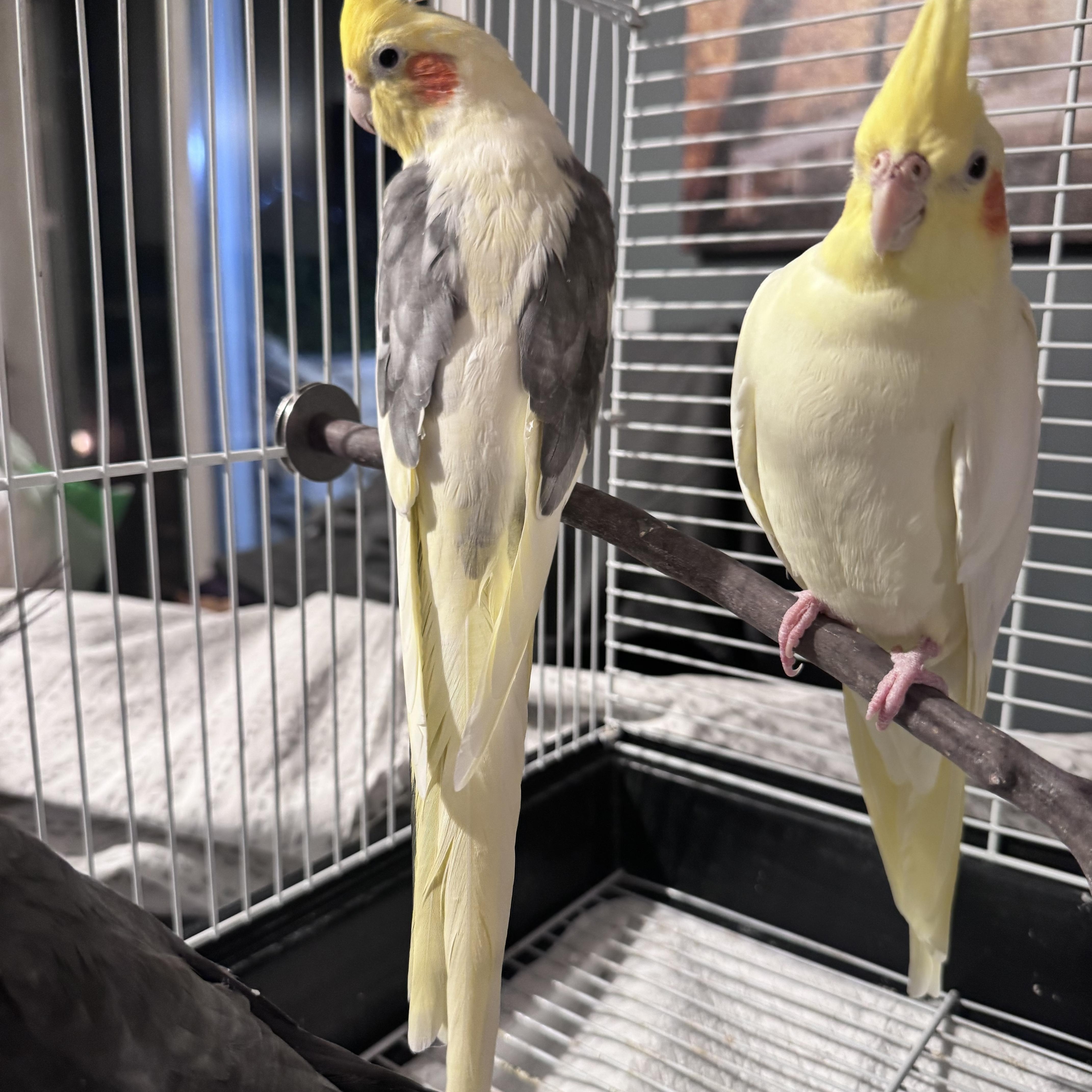 Enlarge Banana , a ADOPTABLE Cockatiel in Andover, CT image 2/4