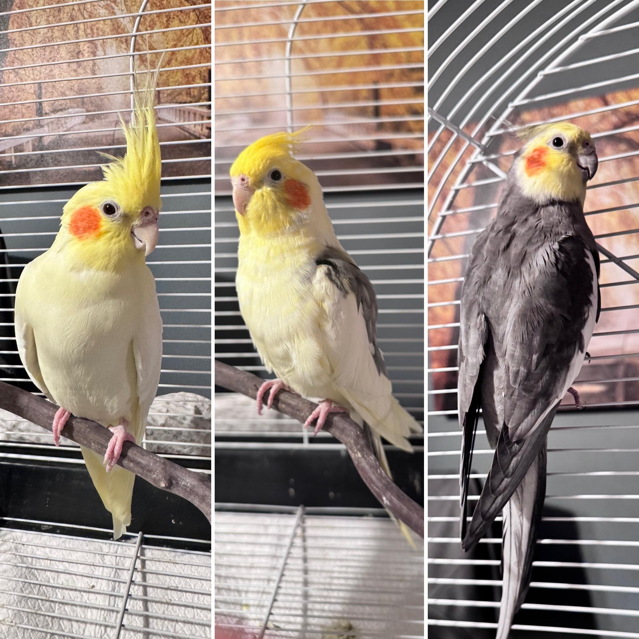 Enlarge Banana , a ADOPTABLE Cockatiel in Andover, CT image 3/4