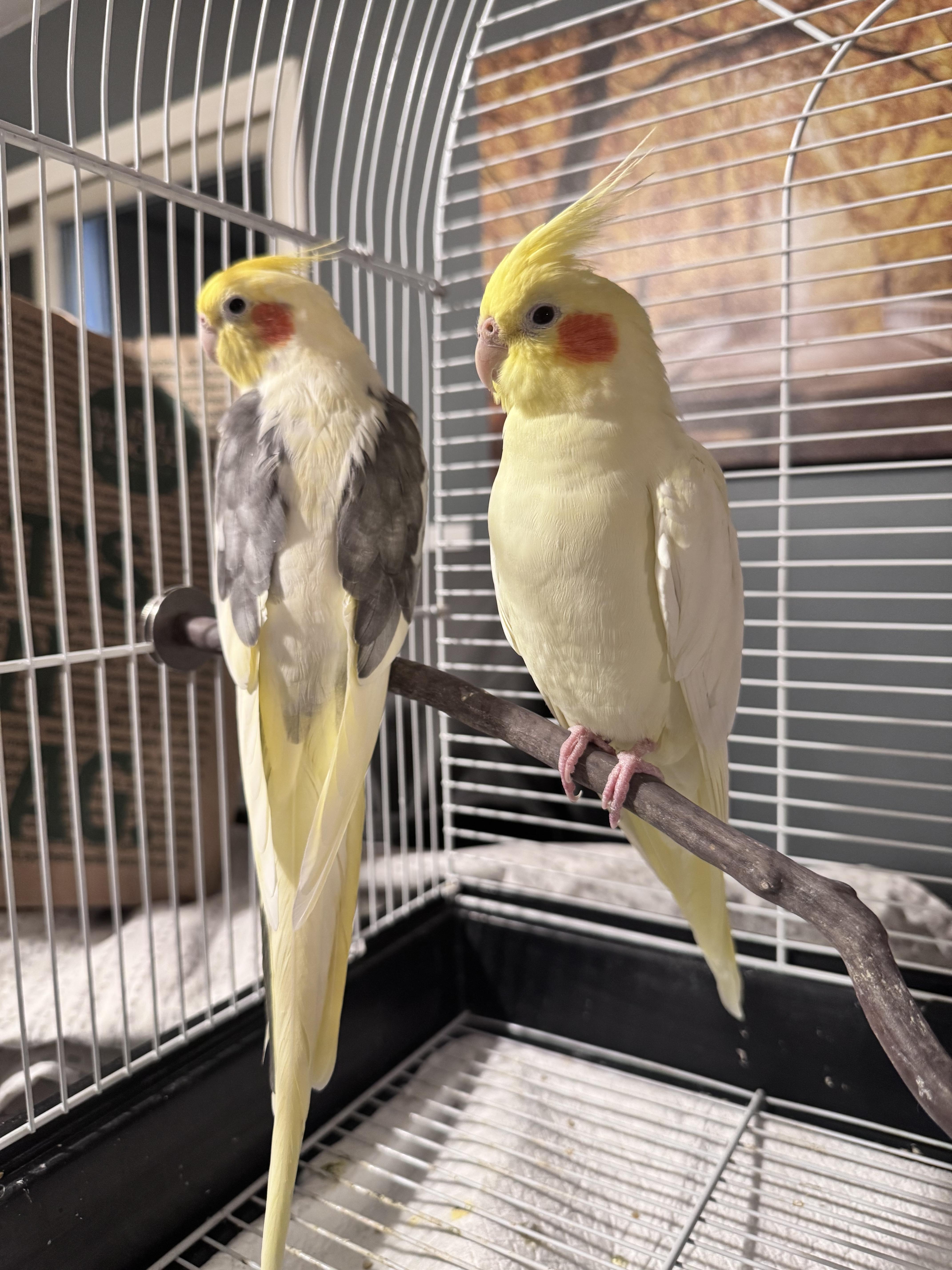 Enlarge Banana , a ADOPTABLE Cockatiel in Andover, CT image 4/4