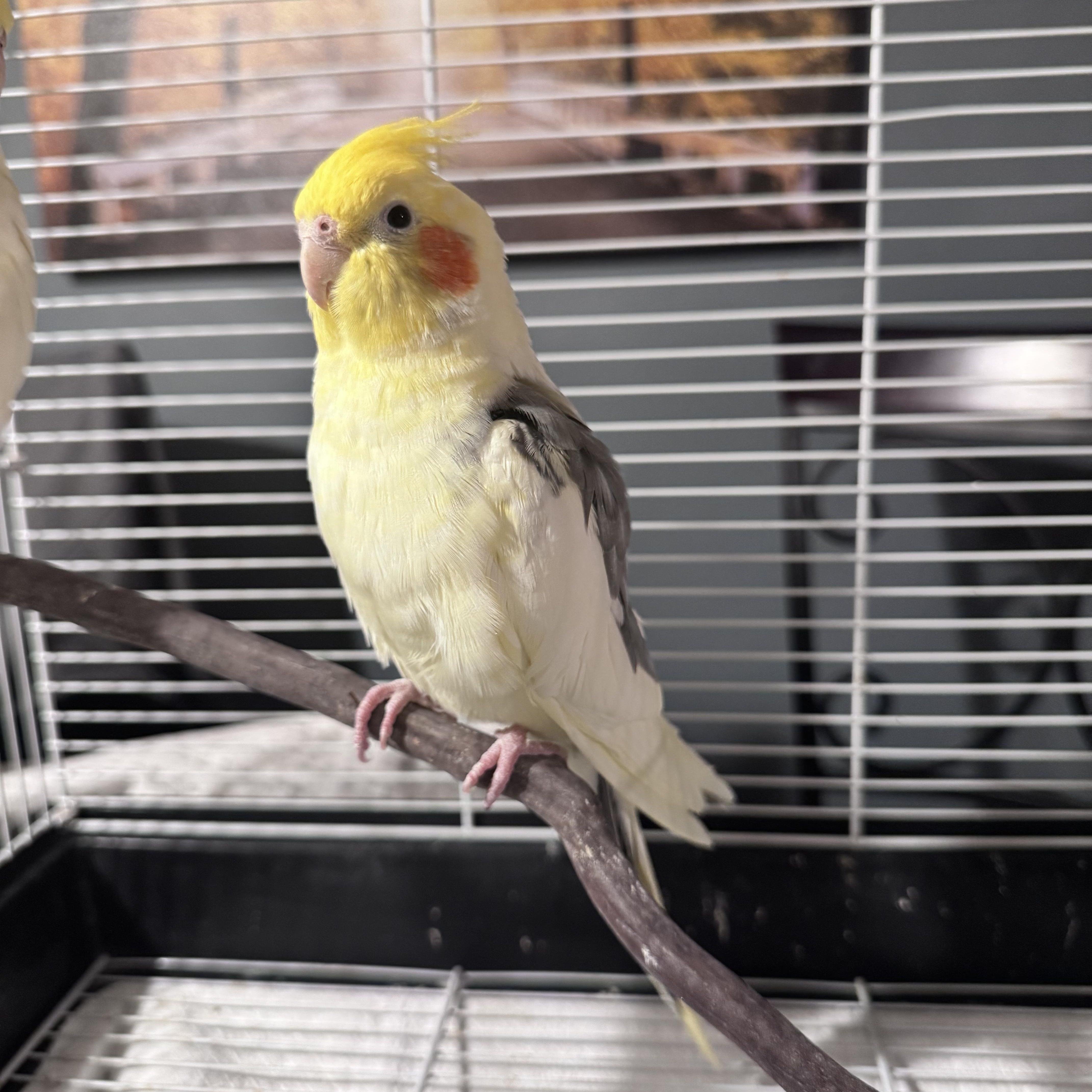 Banana , ADOPTABLE, Adult Male Cockatiel.