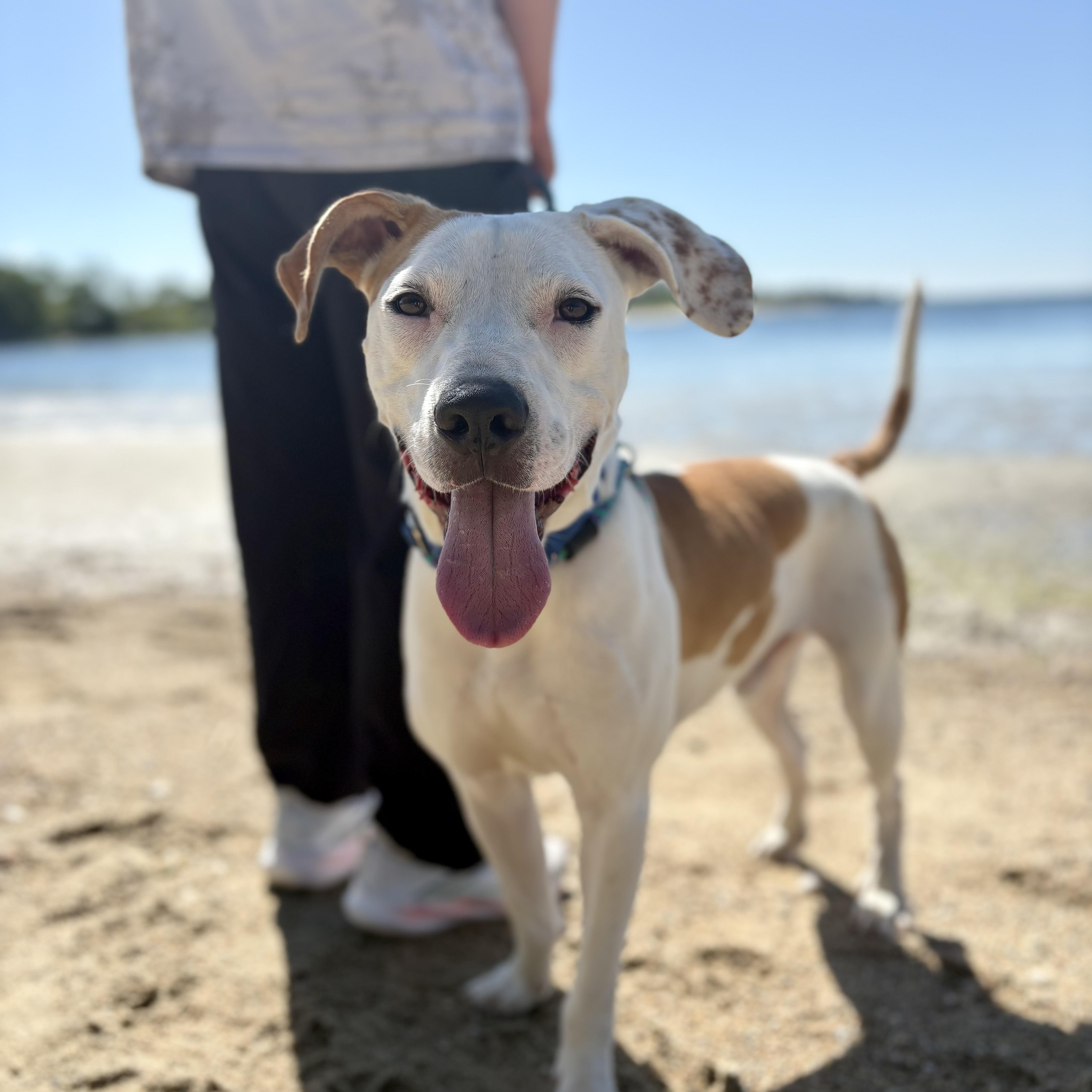 Enlarge Jasper, an adoptable mixed breed in Cumberland, RI image 4/6