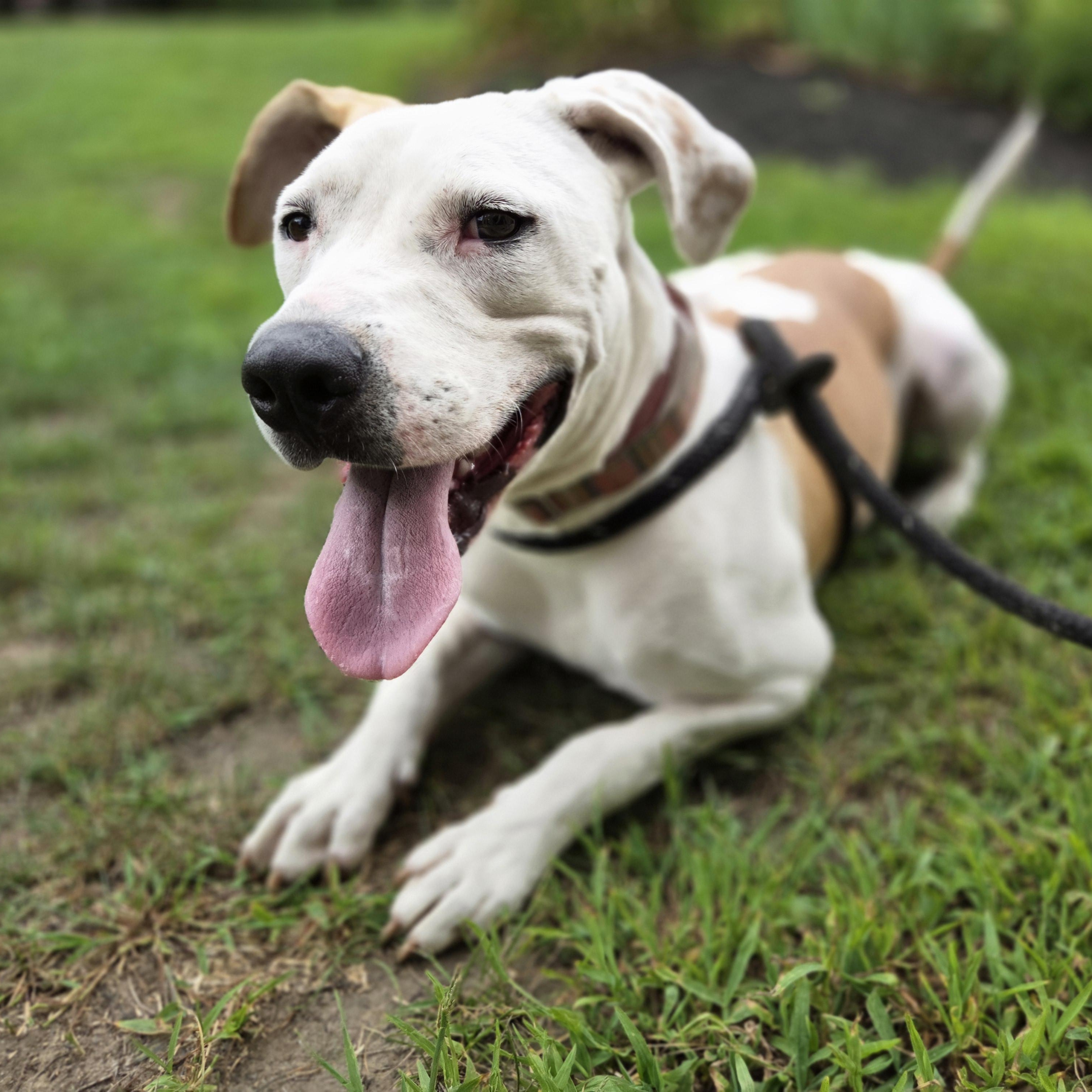 Enlarge Jasper, an adoptable mixed breed in Cumberland, RI image 6/6