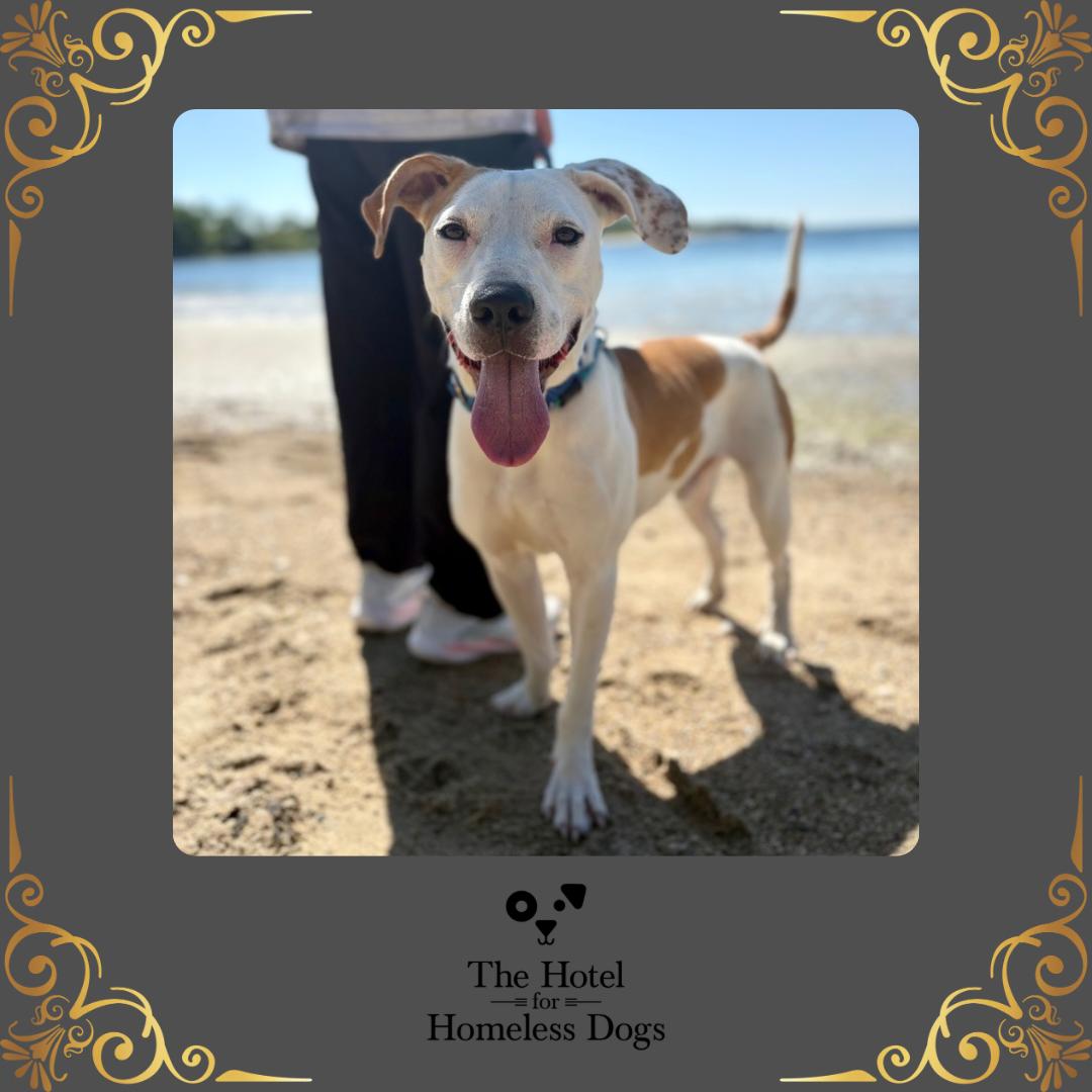 Jasper, adoptable, Adult Male Hound & Terrier.