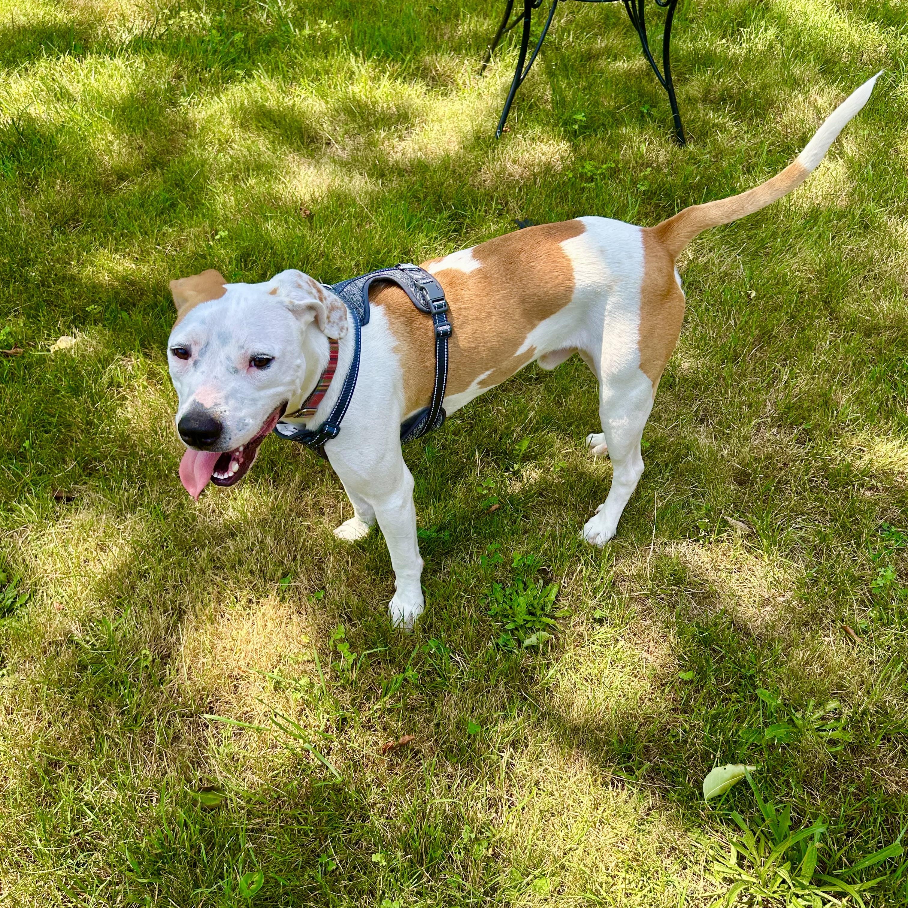 Enlarge Jasper, an adoptable mixed breed in Cumberland, RI image 2/6