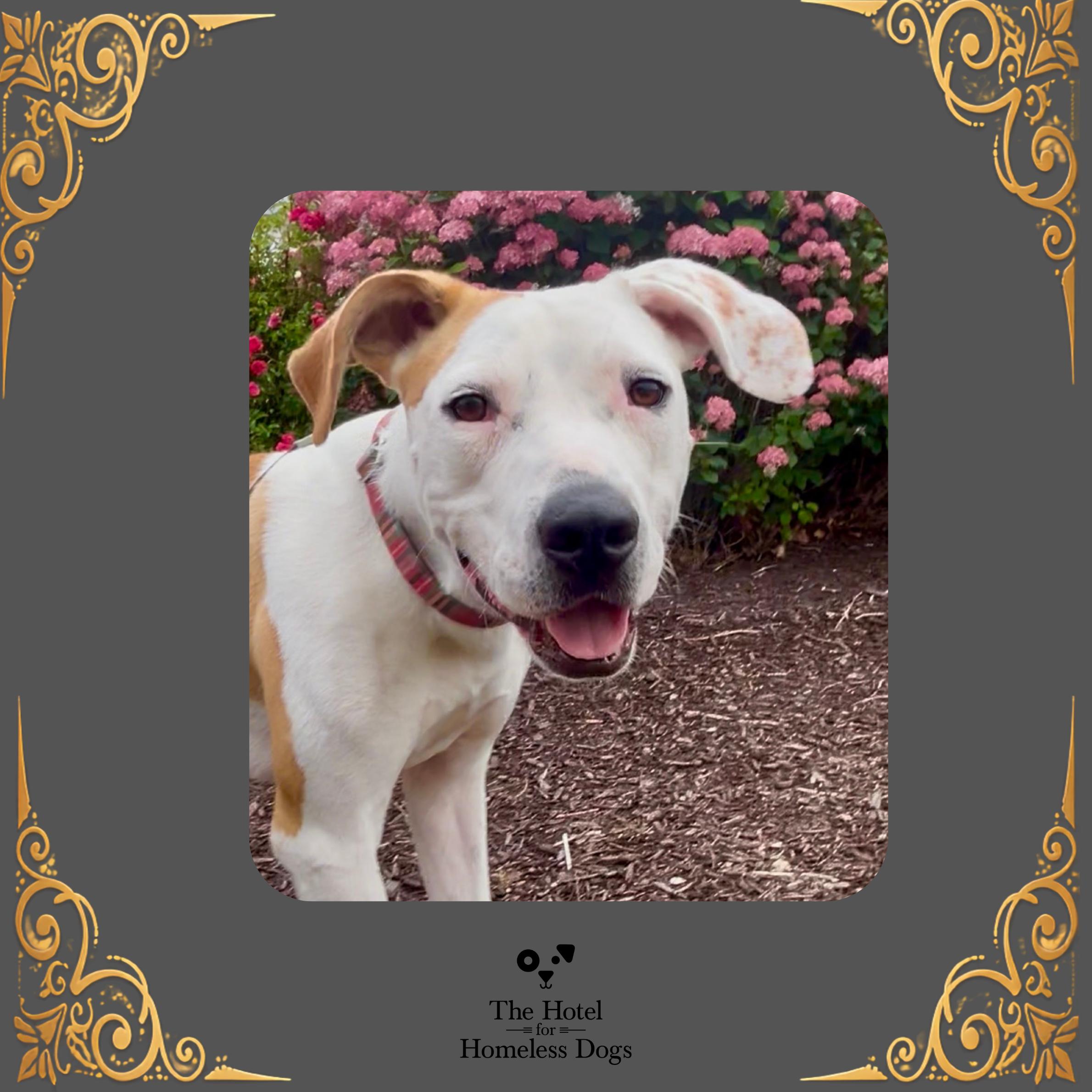 Jasper, Adoptable, Adult Male Hound & Terrier.