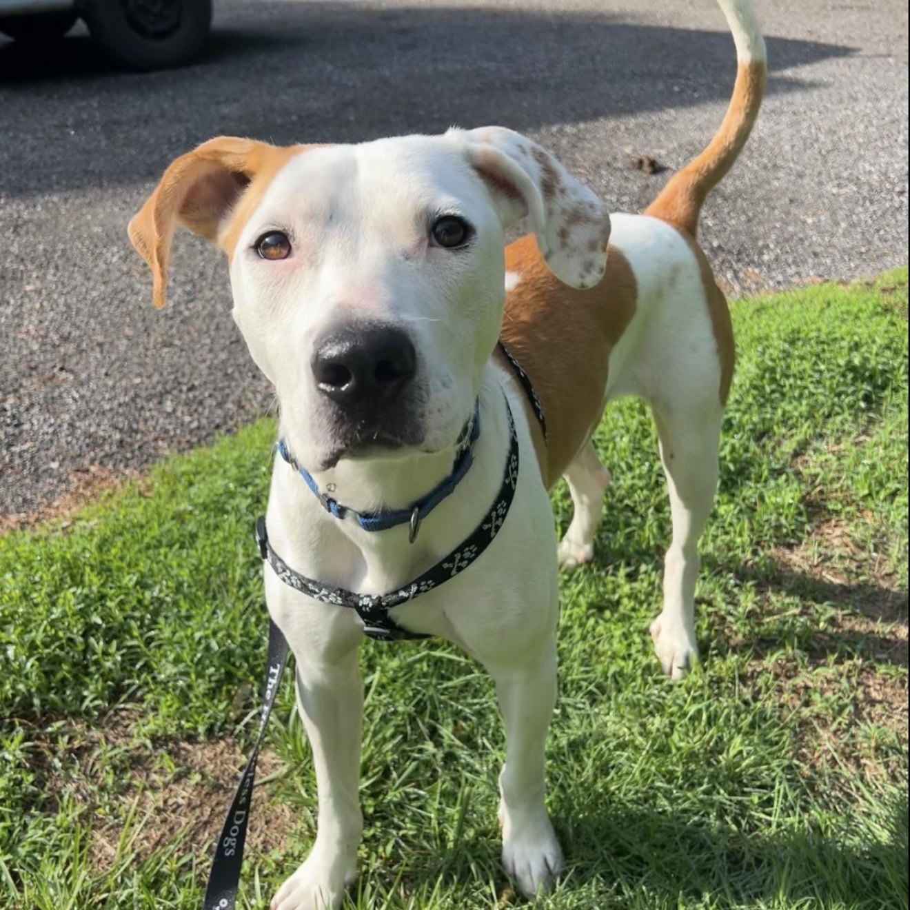 Enlarge Jasper, an adoptable mixed breed in Cumberland, RI image 3/6