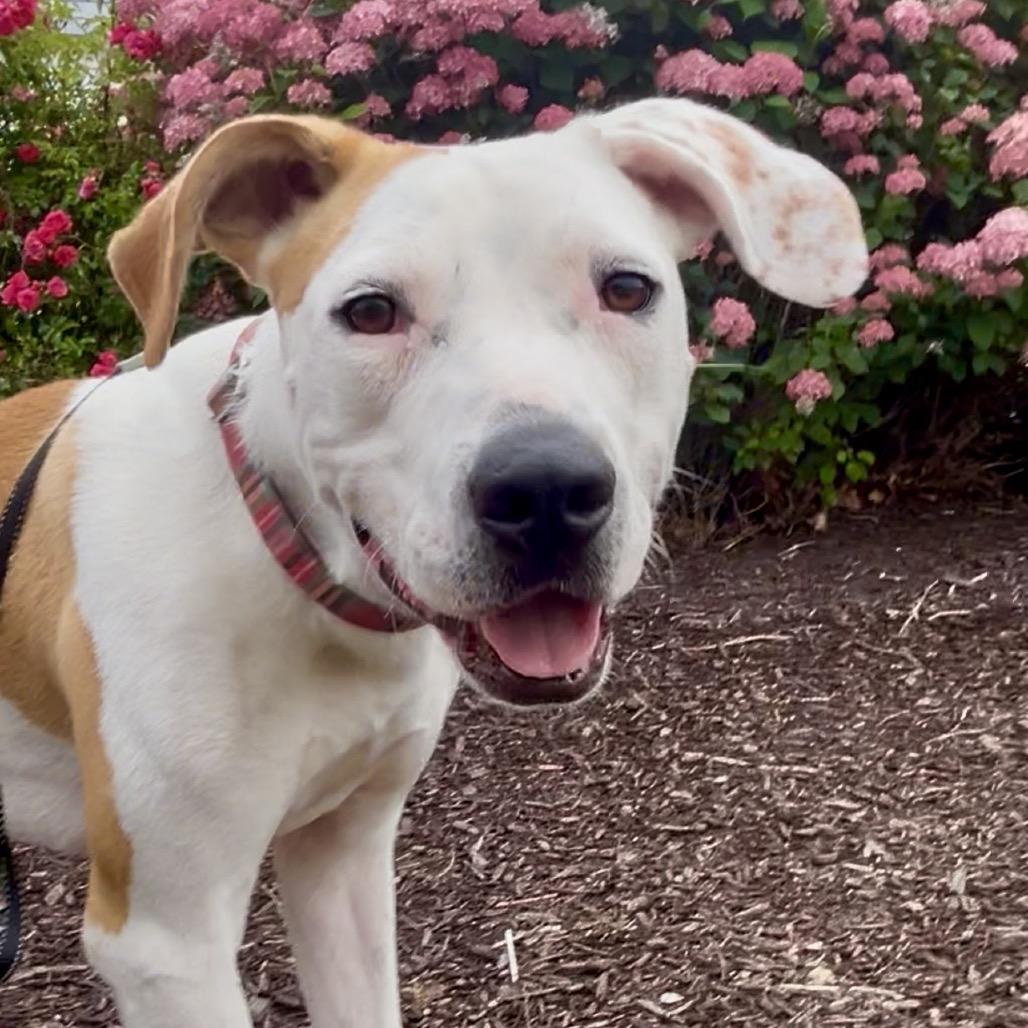 Enlarge Jasper, a Adoptable mixed breed in Cumberland, RI image 6/6