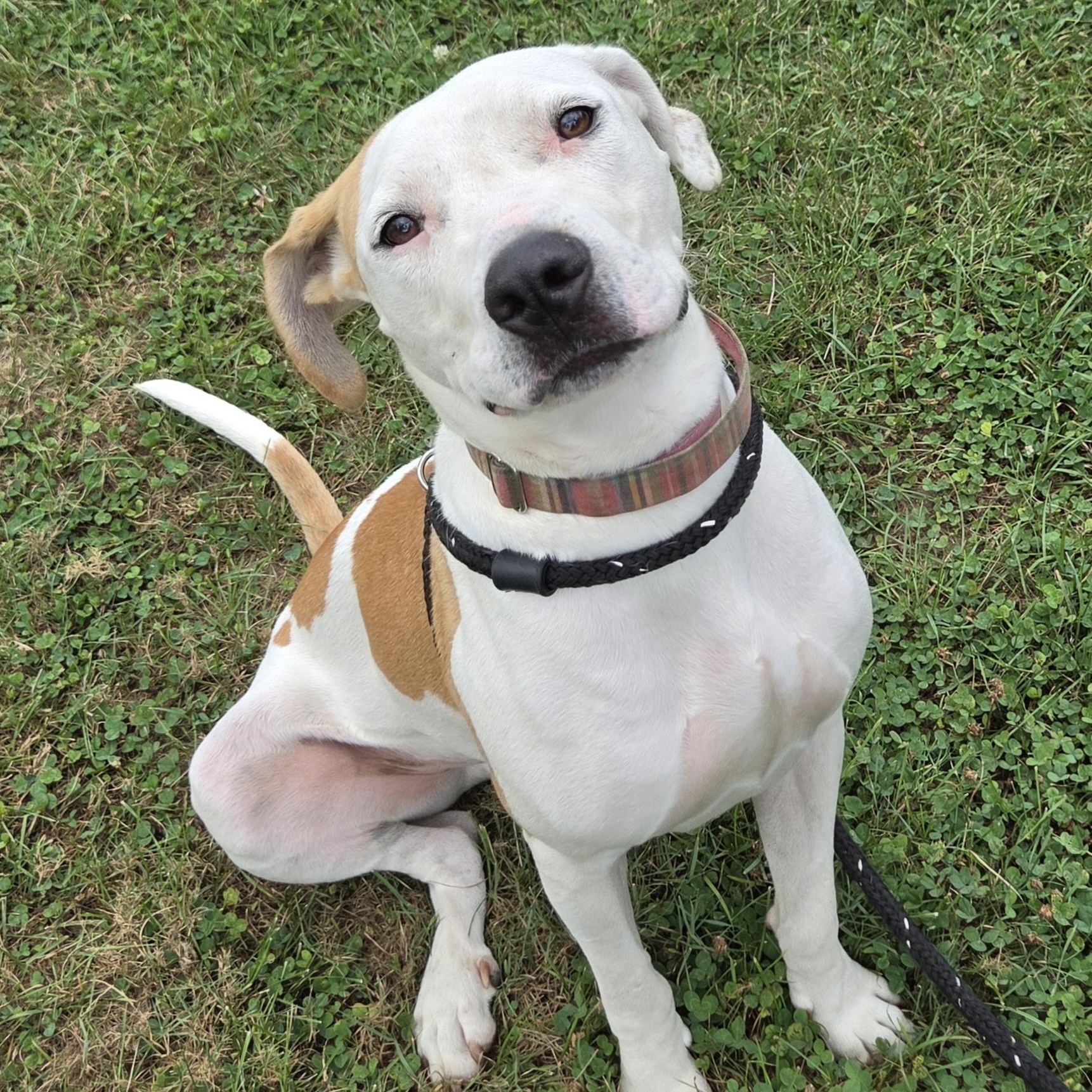 Enlarge Jasper, an adoptable mixed breed in Cumberland, RI image 5/6