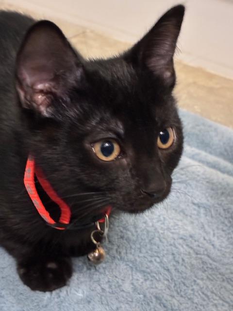 Cosmo, adoptable, Young Female American Shorthair.