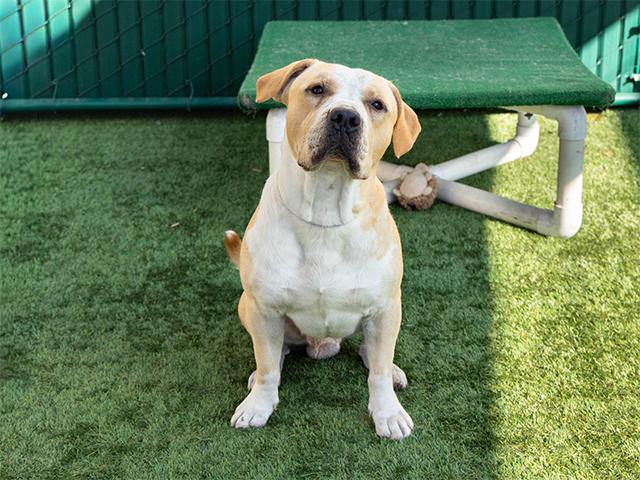 DUCKLING, Adoptable, Young Male Pit Bull Terrier.