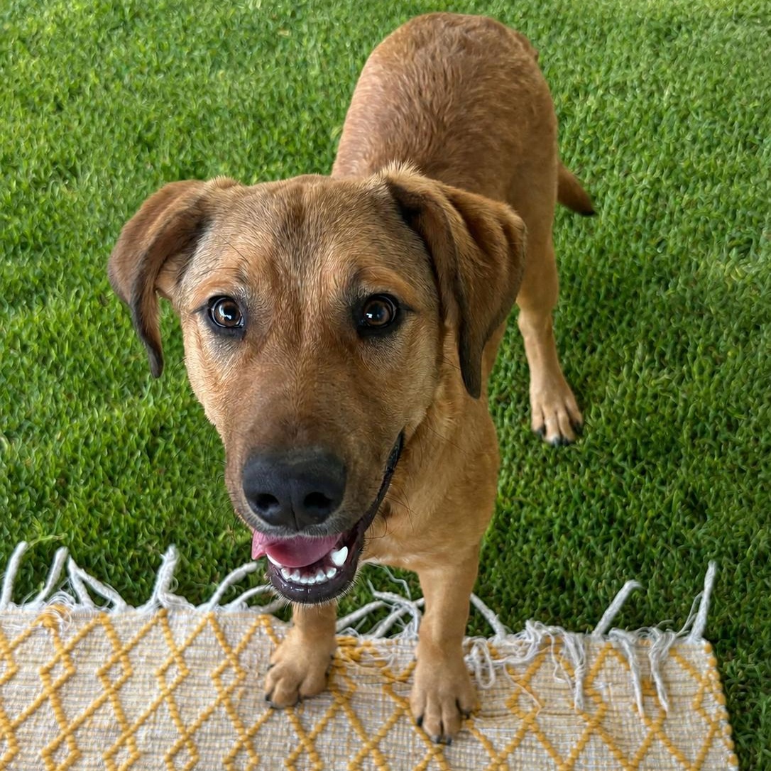 Bella, Adoptable, Young Female Labrador Retriever.