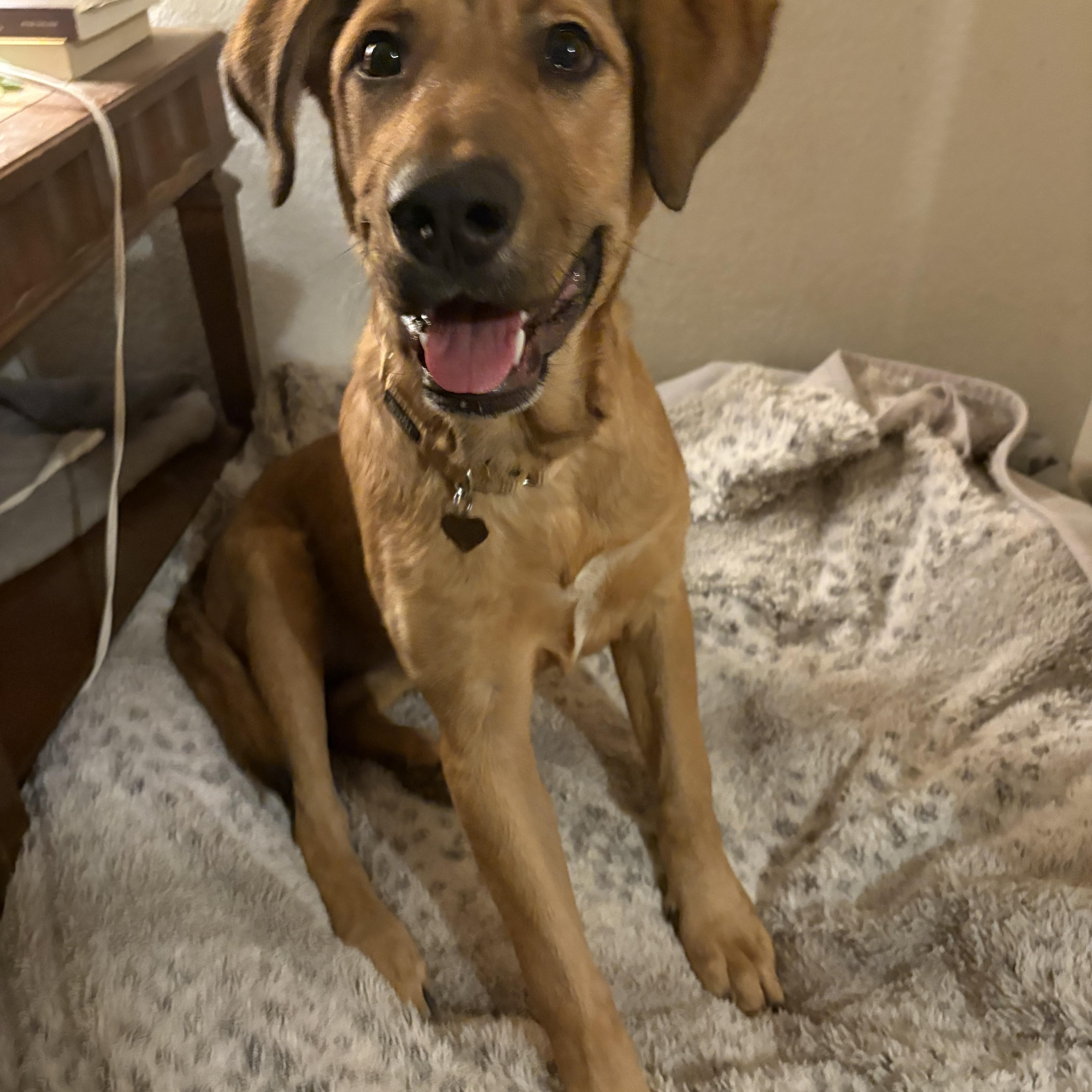 Enlarge Bella, a Adoptable mixed breed in Phoenix, AZ image 2/3