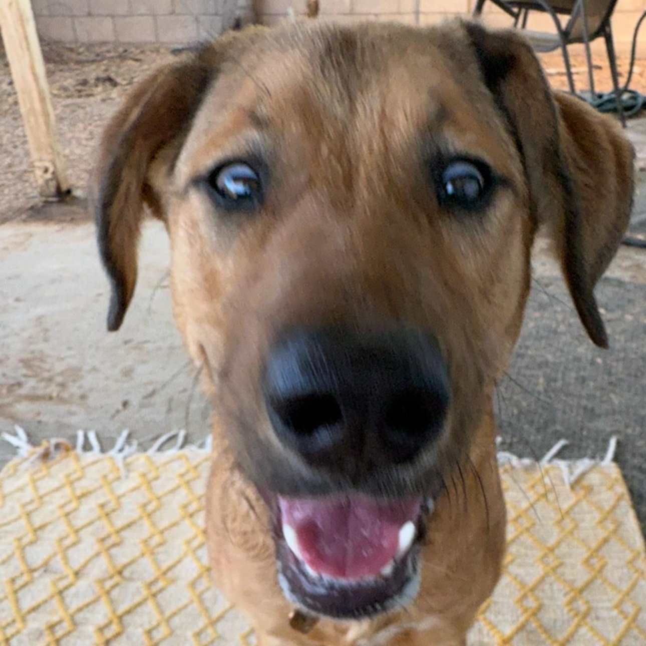 Enlarge Bella, a Adoptable mixed breed in Phoenix, AZ image 3/3