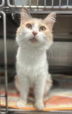 Enlarge Izzy, a Adoptable mixed breed in Siloam Springs, AR image 5/5