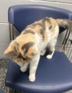 Enlarge Izzy, a Adoptable mixed breed in Siloam Springs, AR image 3/5