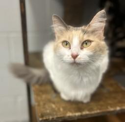 Izzy, Adoptable, Adult Female Ragdoll.