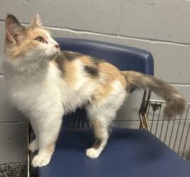 Enlarge Izzy, a Adoptable mixed breed in Siloam Springs, AR image 4/5