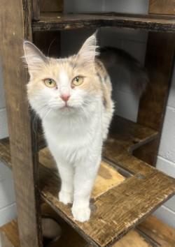 Enlarge Izzy, a Adoptable mixed breed in Siloam Springs, AR image 2/5