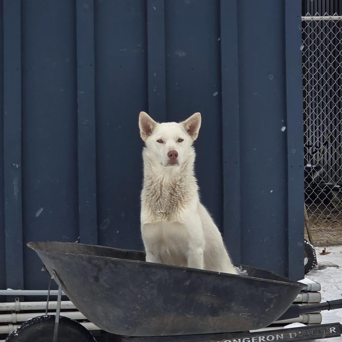 Enlarge Lily, a Adoptable White German Shepherd in Addison, ON image 2/6