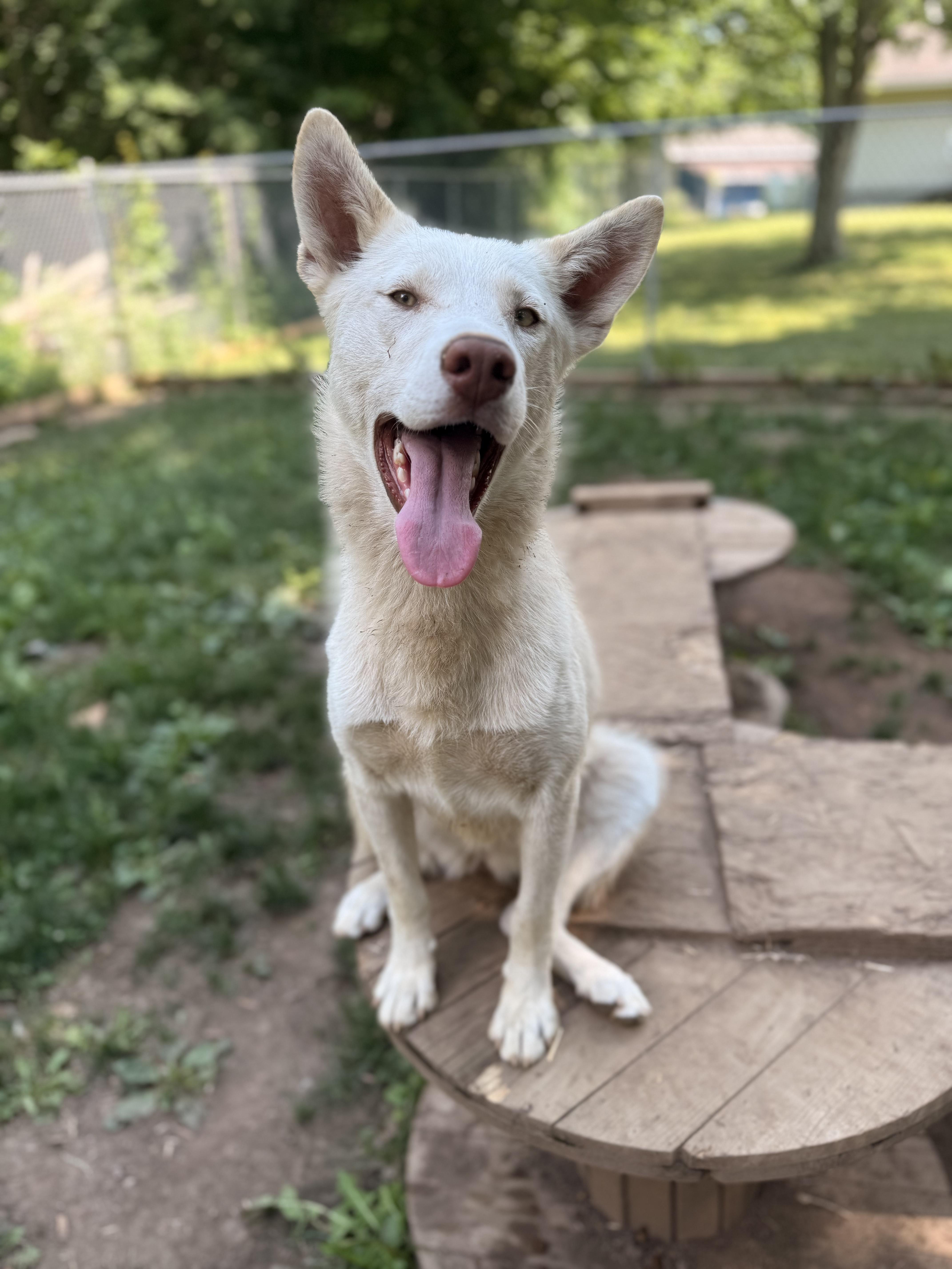 Lily, an adoptable Husky, White German Shepherd in Addison, ON, K0E 1A0 | Photo Image 3